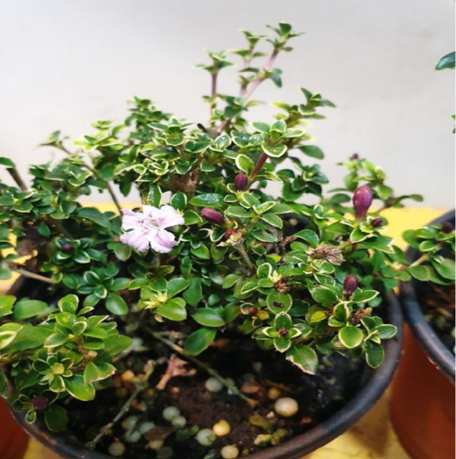 단정화(연핑크) 꽃이 무지 앙증스러워요, 1개