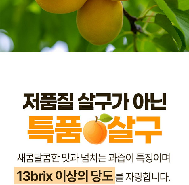 노지 살구 중소과 2kg (60개 내외), 1개, 단일