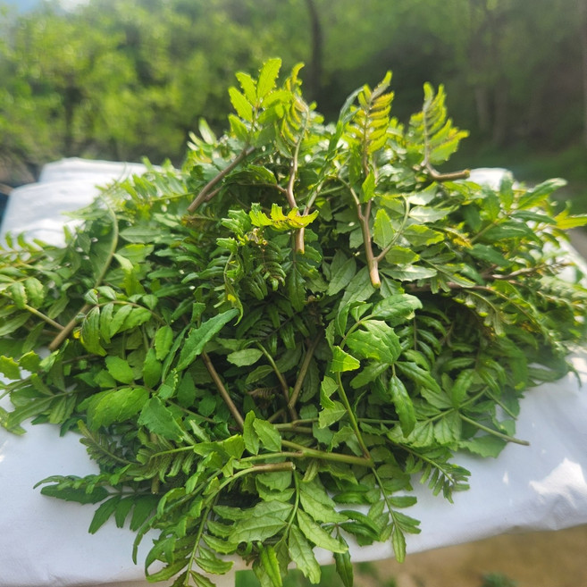 토종 제피잎 장아찌 젠피 생제피 제피순 생제피잎, 100g, 1개