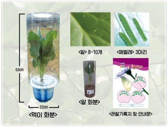 배추흰나비 사육세트(2호), 1개