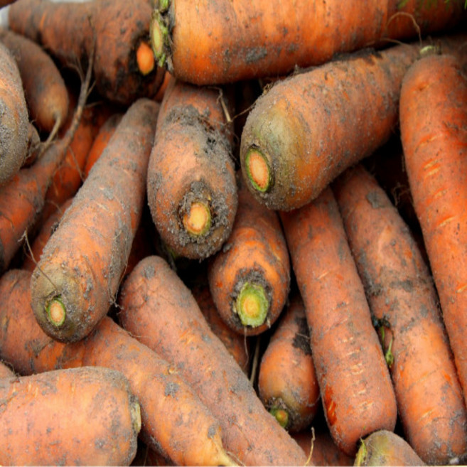 국내산 제주 구좌 햇 흙당근, 1개, 당근 (왕) 3kg