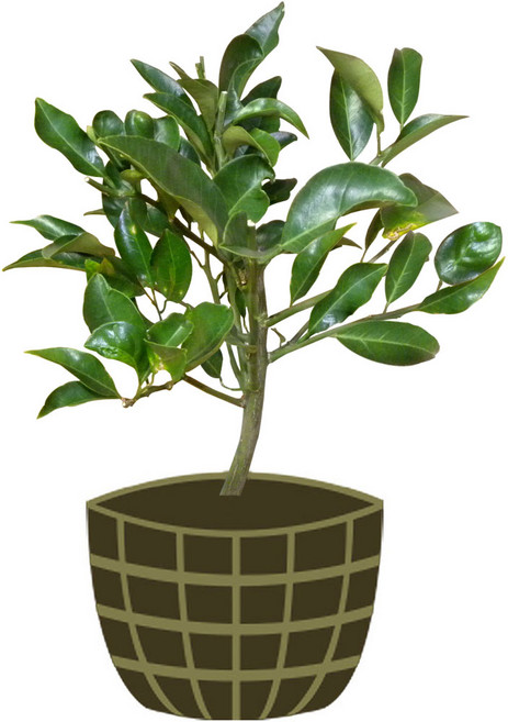 4년생 하귤 묘목 제주도 직발송 인테리어용 과실나무