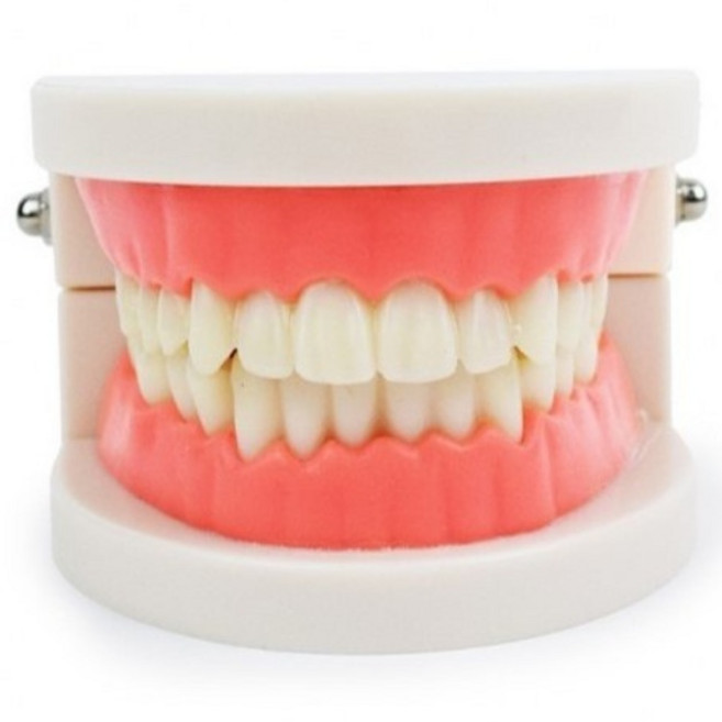 유치원 학교 치과 양치 교육용 치아 모형 이빨모형, 1개