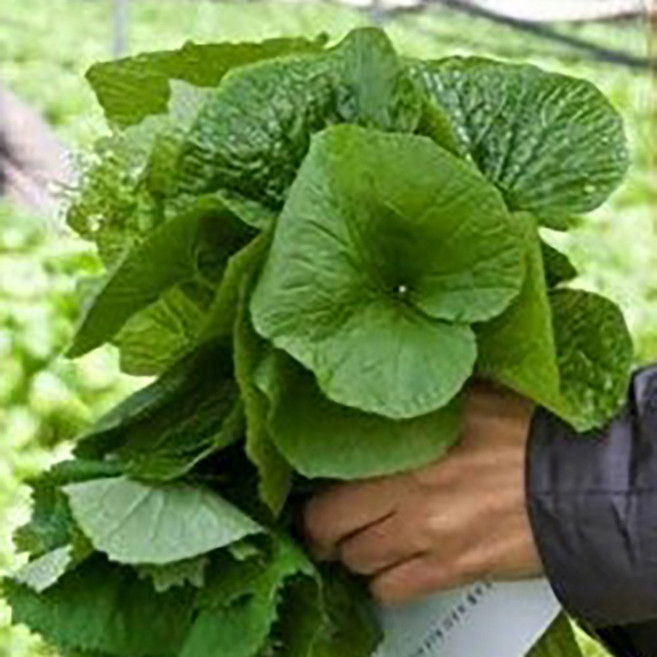 국내산 생 곰취나물 산지직송 봄나물 쌈채소 곰취향 싱싱배송, 1개, 1kg