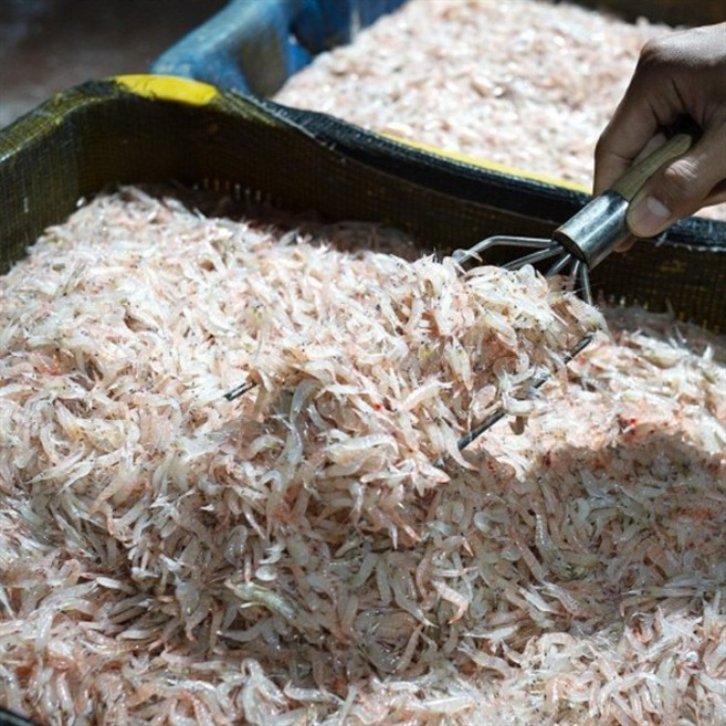 동백하 1kg 백하새우 생새우 새우젓 국물용 육수 냉동 젓갈