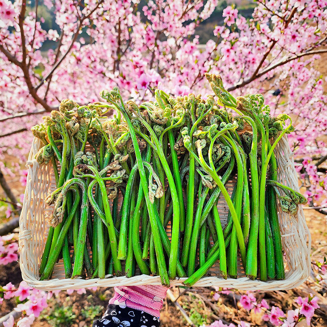 [서기네농장] 광양 백운산 고사리 국산 햇고사리 생고사리, 1개, 1kg