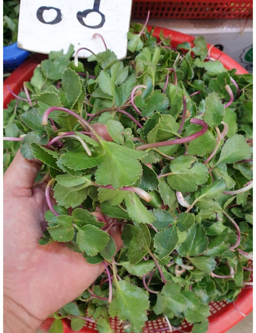 방풍나물 해방풍 갯방풍나물 갯방풍, 1개, 2KG