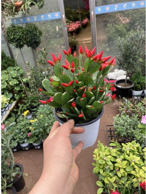 박씨농원 원종게발선인장 주홍 봄게발선인장, 0, 1개