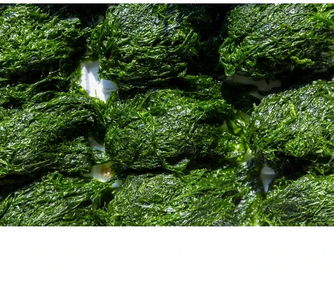 당일수확 완도산 파래 물파래, 1개, 500g