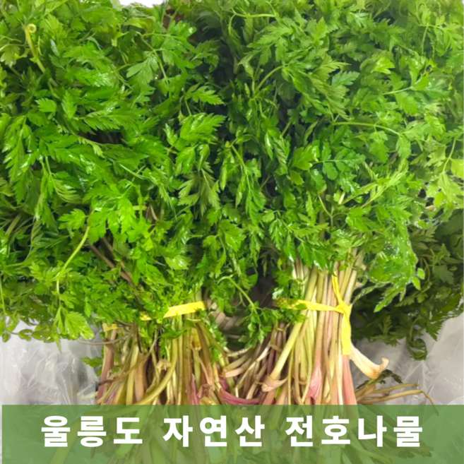 [자연산] 울릉도 전호나물 봄나물 산나물, 1박스, 500g