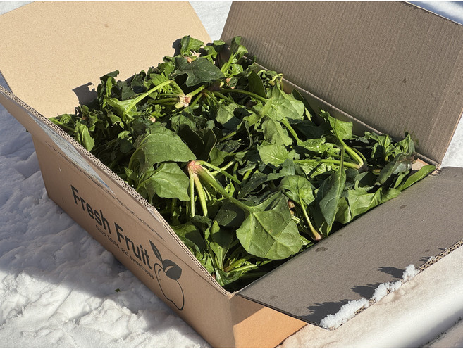 [한정수량특가] 국내산 남해 섬초 보물초 시금치, 1박스, 500g