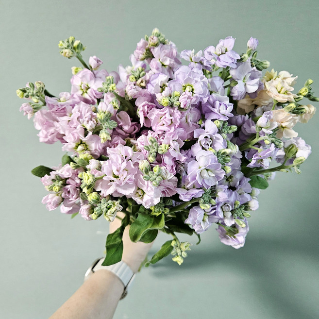 [꽃메일 신상품] 스토크 생화 꽃다발 스톡 꽃 비단향꽃무 꽃배달싼곳 양재꽃시장 기념일 생일 축하 선물, 1개, 보라 2줄기