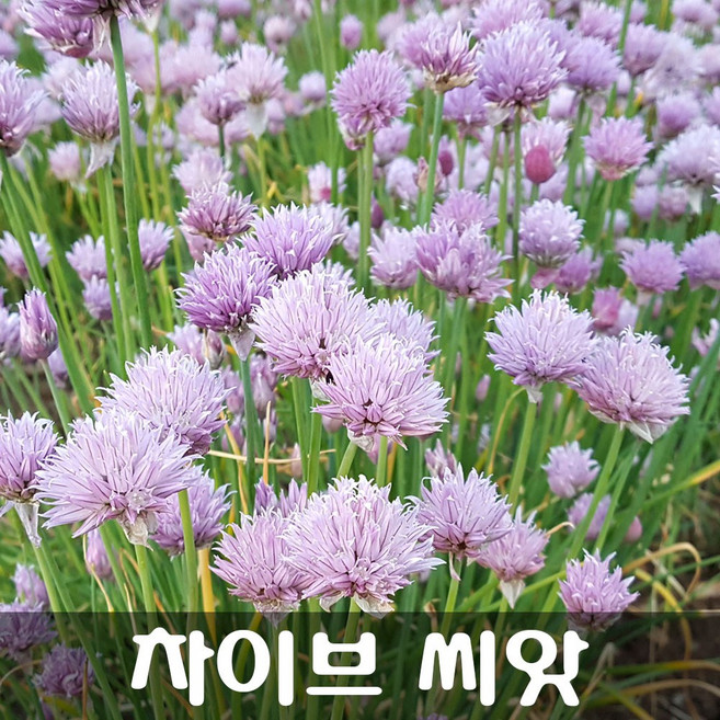 [해피플라워] 차이브 산파 씨앗 500립 / 봄 여름 가을 파종 꽃씨, 1개