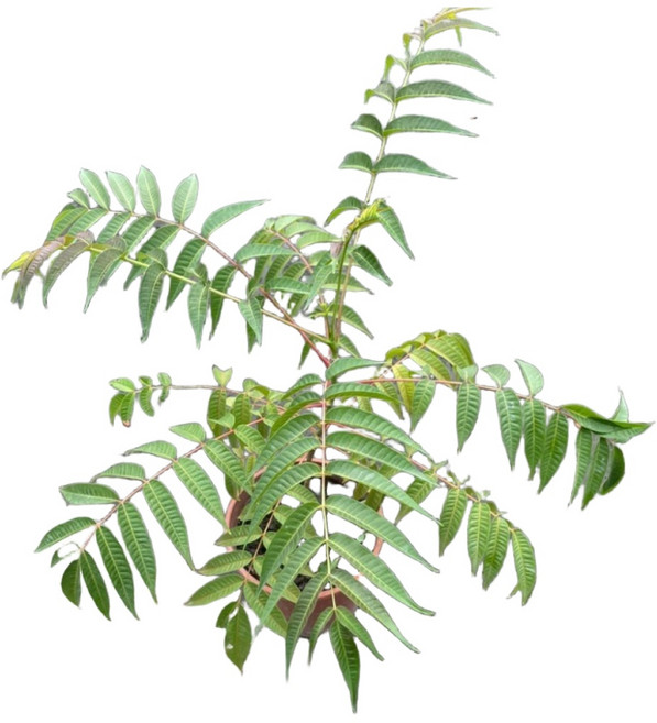 萬花叢 香草植物 - 居家園藝盆栽 可食用 驅蚊防蟲, 香椿, 1個