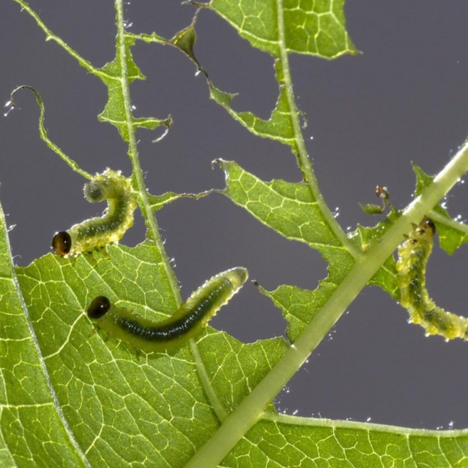 배추나방 고추벌레 제거 퇴치약 유기농 해충제 나방 송충이 파리 애벌레 성충 흰나비 유충 해충 고추 담배나방 약, 100g
