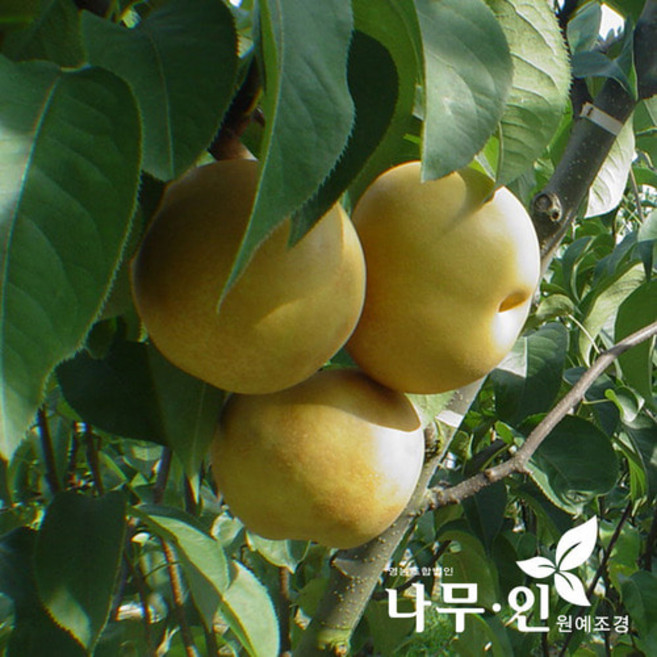 [나무인] 배나무 결실주 신고품종 R3 무배, 1개
