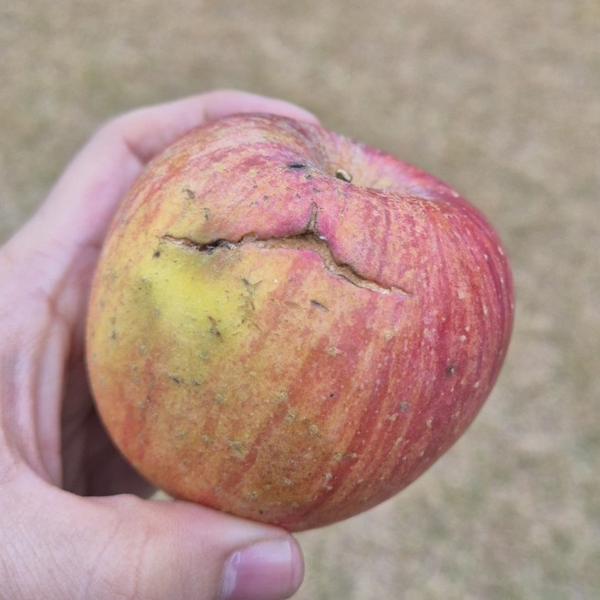 [농가상생할인]제철수확 영롱과육 찐한달콤 당충전 못난이사과, 1박스, 3kg