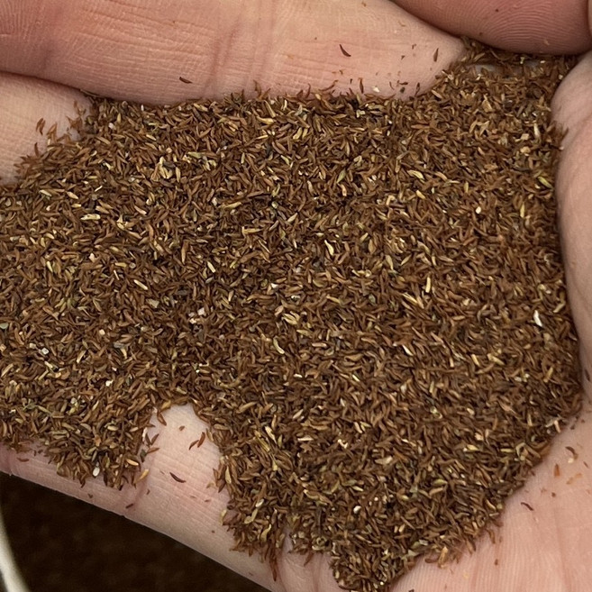 [이기자원예] 눈개승마 씨앗 1g 삼나물씨앗, 1개