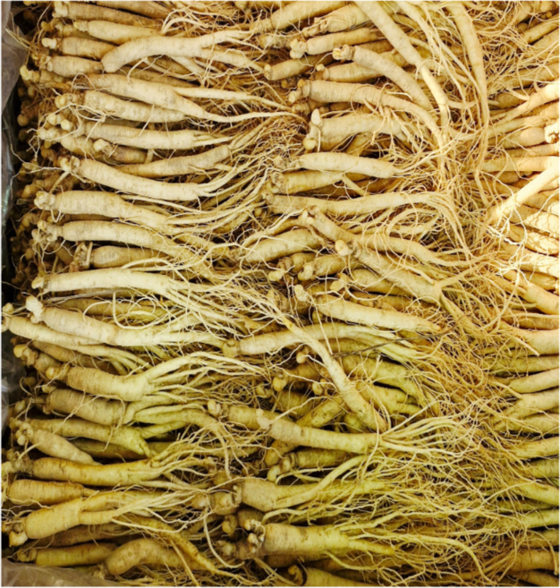 풍기 인삼 업소용 인삼 짠삼계 실삼계 삼계탕 백숙용 500g( 80뿌리 내외) 무료 세척 250g 부터 삼영인삼사, 1세트