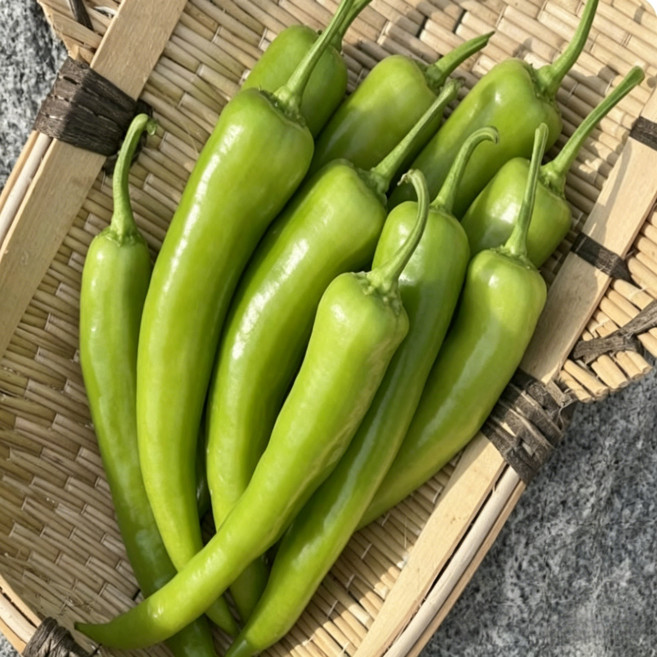 국산 당조고추 혈당개선 당뇨고추 당일수확 신선발송, 1박스, 500g