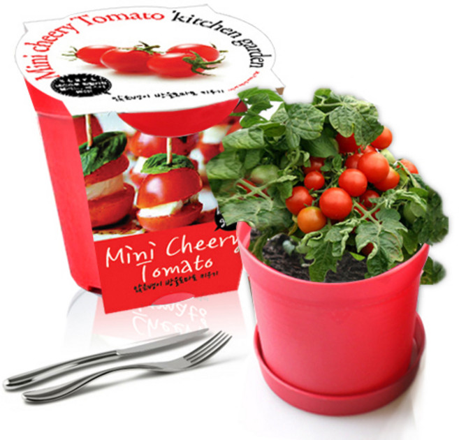 세경팜 컬러키친가든 식물키우기 텃밭세트, 앉은뱅이방울토마토