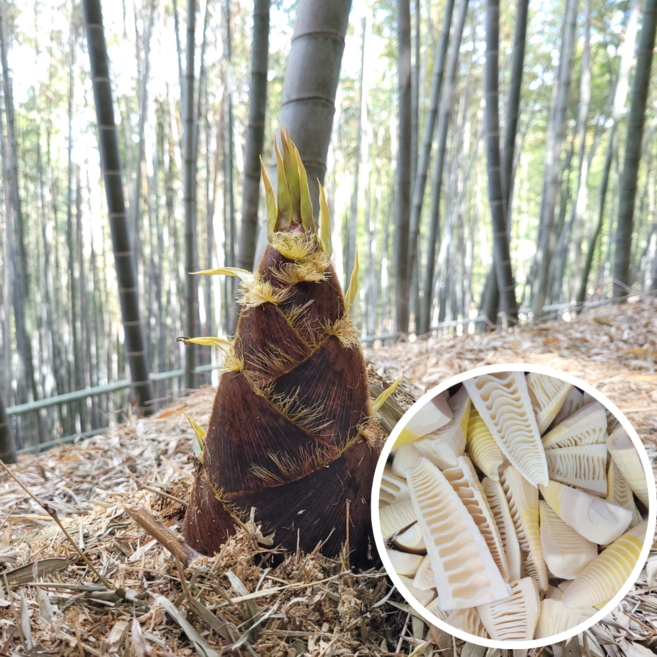 봄 제철 거제도 햇 맹종죽순 국내산 죽순 삶은죽순, 2개, 500g