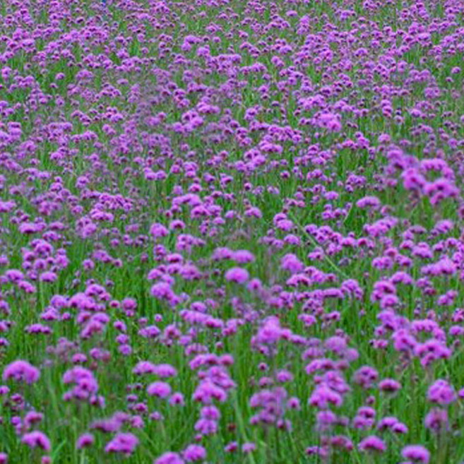 버들마편초 10주 야생화 오래가는꽃 포토존꽃 다년생 노지월동 식물, 1개