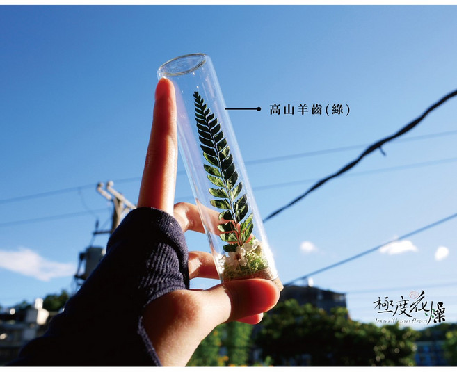 極度花燥 滿天星 許願瓶 試管乾燥花禮, 高山羊齒綠,不加購