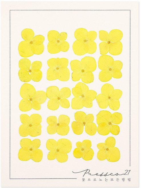프레스코21 압화 꽃송이 수국 A형(연노랑) 20p