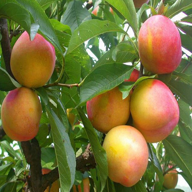 후무사 왕자두 수퍼후무사 바이오체리(흑자두) 추희(추이)자두 자두나무묘목 판매, 1개, 바이오체리(흑자두) 상묘