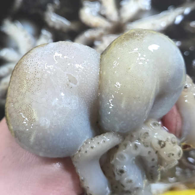 [26년 조업] 국내산 서해안 봄 냉동 알배기 알 쭈꾸미 주꾸미 1kg, 급냉 쭈꾸미 1kg, 1개