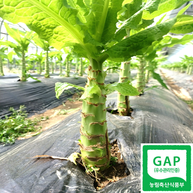 [한정수량] 오독오독 아삭한 국산 생 궁채 산지직송 친환경 인증, 1박스, 4kg