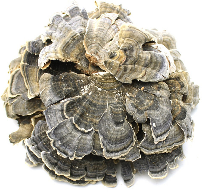 자연초 운지버섯 구름버섯 300g, 1개