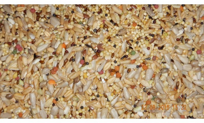 ＊來成鳥園＊鸚鵡飼料、倉鼠飼料、鳥飼料-中小型鸚鵡(有瓜子仁) 虎皮 牡丹 玄鳳 小太陽 和尚 月輪 金太陽, 1個, 飼料-綜合無殼穀物-500克-多份裝一袋