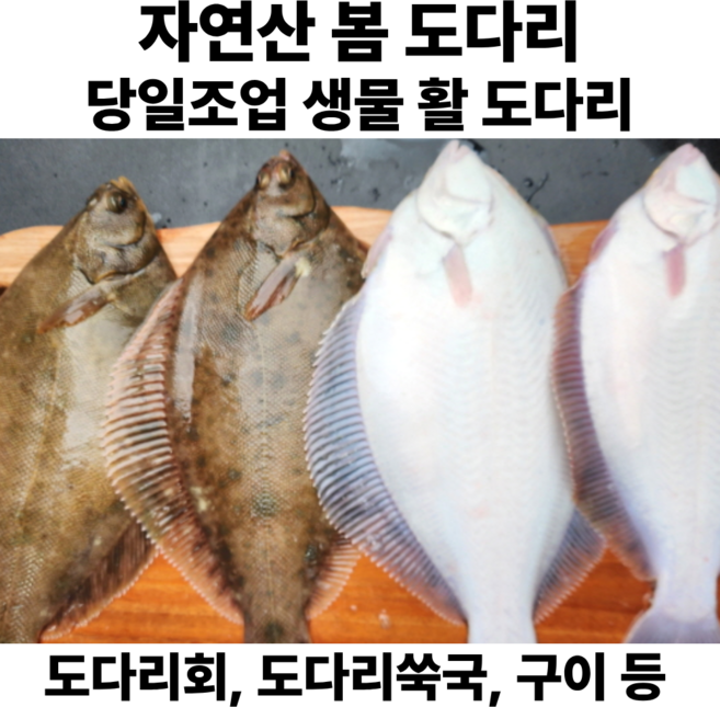 자연산 봄 도다리 생물 냉동 반건조 도다리회 가자미 겨울도다리 당일조업, 1박스, 생물 도다리 1kg