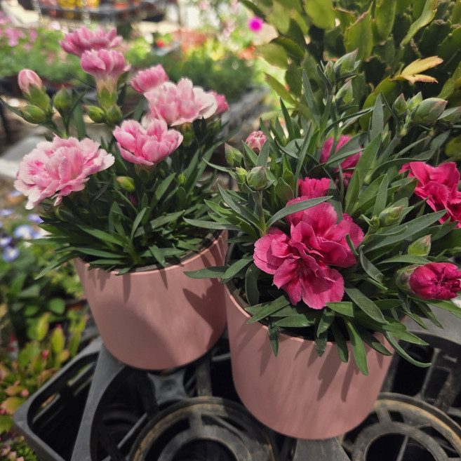 안녕두구동 향카네이션 감성 꽃선물 노지월동 키우기쉬운꽃 카네이션, 1개, 진분홍커버볼포함