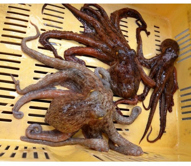 국내산 자연산 돌문어1kg(생물 ), 1박스, 1kg(1~3미)