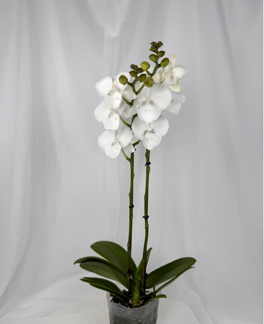 [다온난가든] 하얀색 호접란 백조 쌍대 웨딩/부케/축하 서양난, 1개
