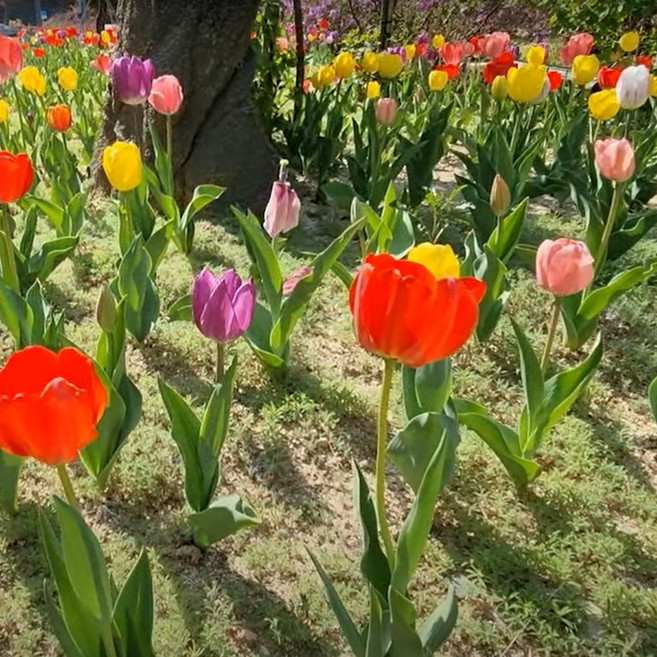 튤립 구근 혼합 10구, 1개