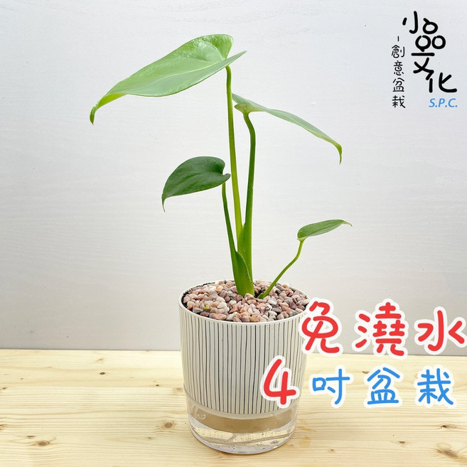 小品文化 龜背竹 免澆水盆栽 懶人盆栽, 1個, 龜背竹+4吋仿瓷盆, N/A