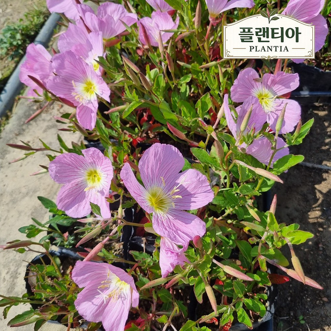 낮달맞이꽃 모종 4치 포트 분홍색 향기로운 정원 노지월동 다년초, 30개