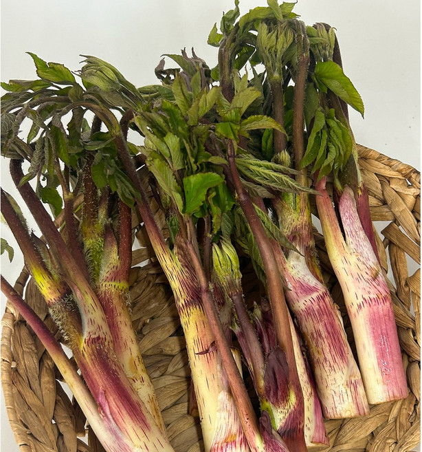 국내산 땅두릅 봄나물 산나물 독활 두릅, 1개, 1.5kg
