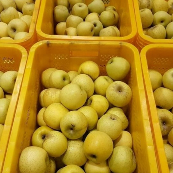 시나노골드 사과 5kg 가정용 실속형 황금사과 달고 맛있는 노란 경북 사과, 1박스, 5kg 가정용 소꼬마과 29~31과