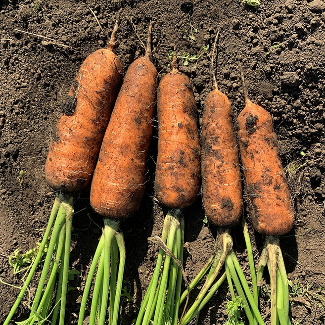 친환경 유기농 무농약 국내산 제주 구좌 흙당근 3kg 5kg 10kg 주스용 쥬스용, 1박스, 무농약 흙당근(중상) 5kg