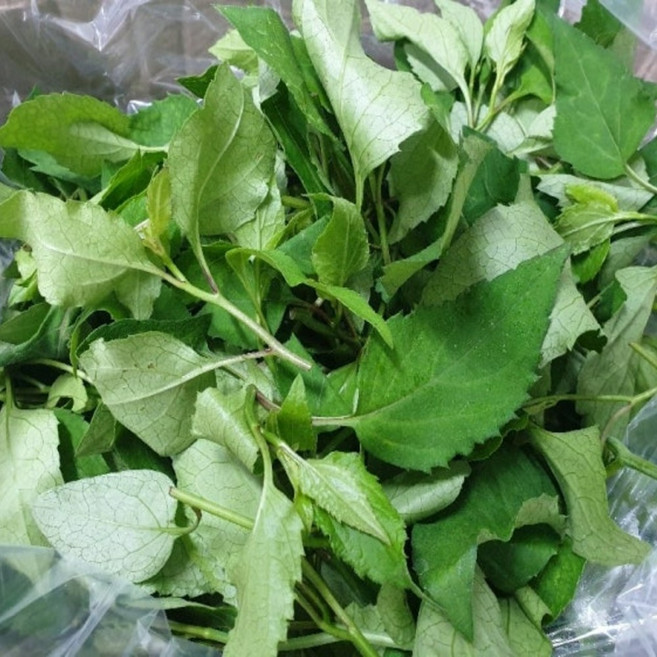 국산 최상급품종 지리산 생 취나물, 1박스, 4kg