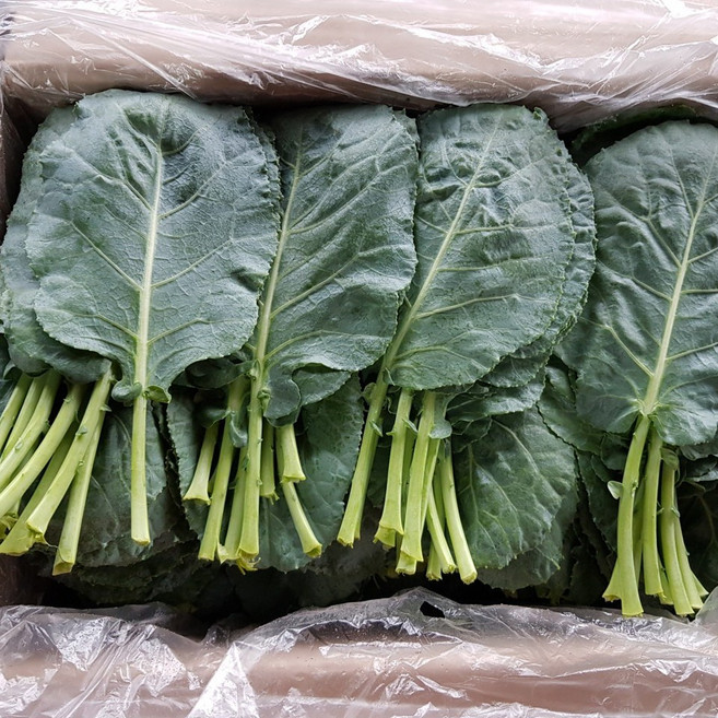 영호네농산물 건강한 먹거리 케일, 1개, 1kg