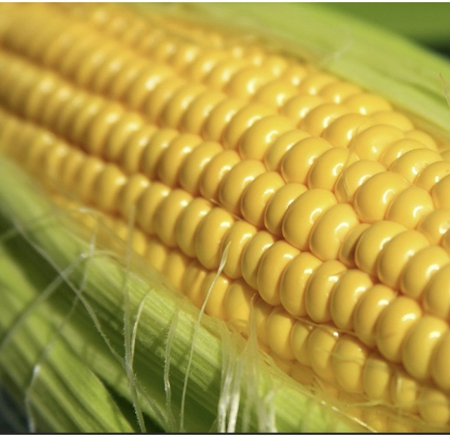 초고당도 꿀알갱이 초당옥수수 제철 산지직송, 10개, 대과 (14cm이상)