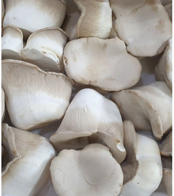 화랑농원 설원버섯 1.2kg 황제버섯 못난이 B급 파지 혼합사이즈 산지직송, 1박스, 1.2kg내외