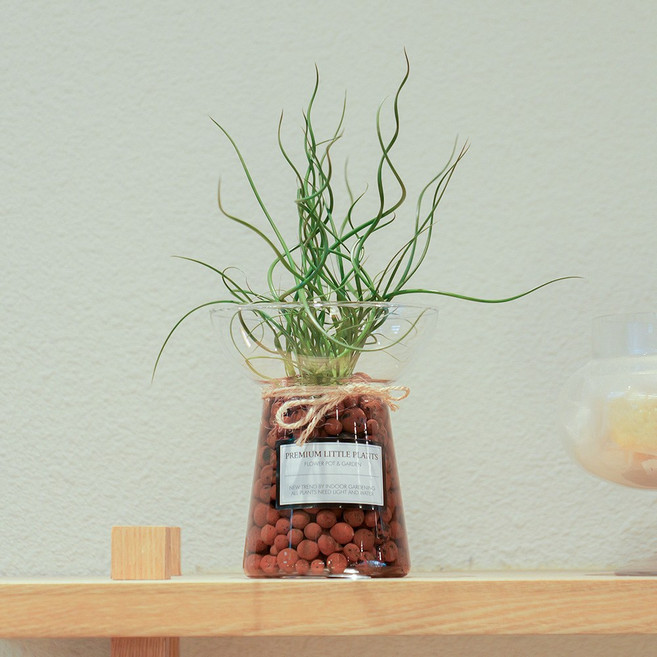 피오그린 스프링골풀 공기정화식물 수경재배 식물 키우기 꼬불이 플랜테리어 감성식물, 1개