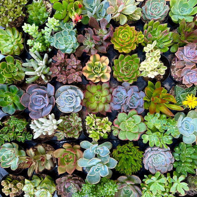 미니다육이 10개 중복없이 농장직영 이름표 무료 증정